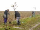 Výsadba stromořadí na Olešku II (05.11.2016